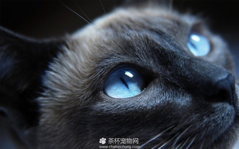 孟买黑猫图片