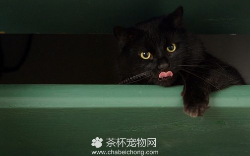 孟买黑猫图片（二）