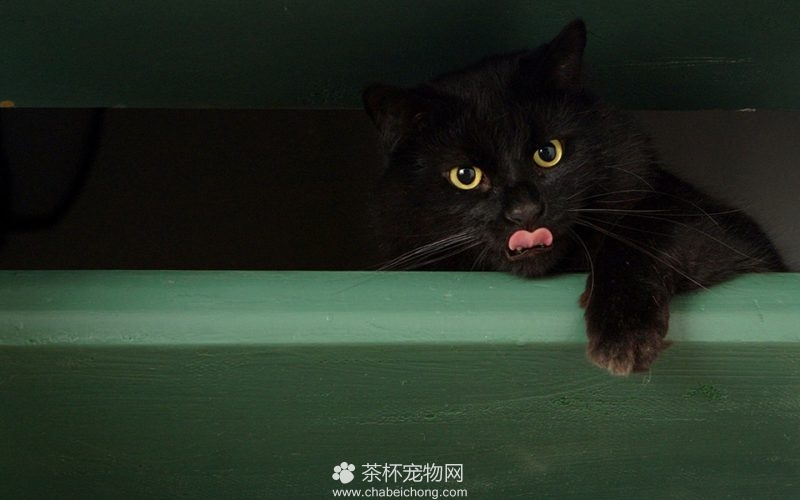 孟买黑猫图片（二）