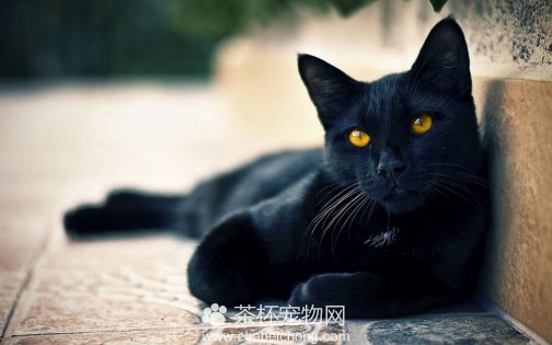 孟买黑猫图片（四）
