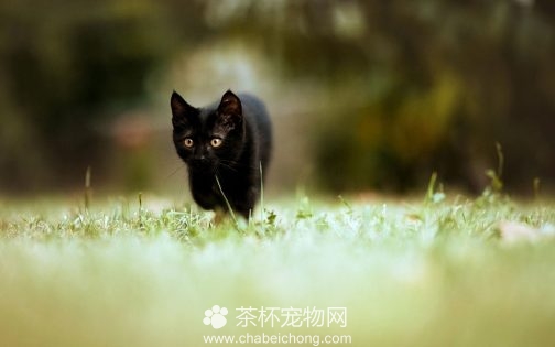 孟买黑猫图片（五）