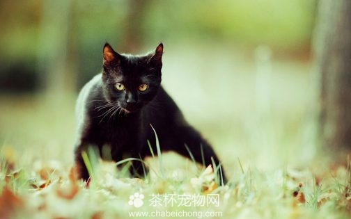 孟买黑猫图片（六）