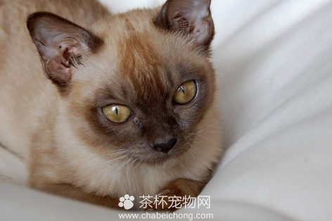 缅甸猫图片（二）