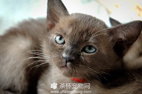 缅甸猫图片（三）