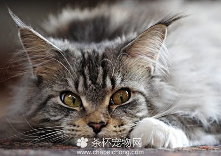 缅因猫图片