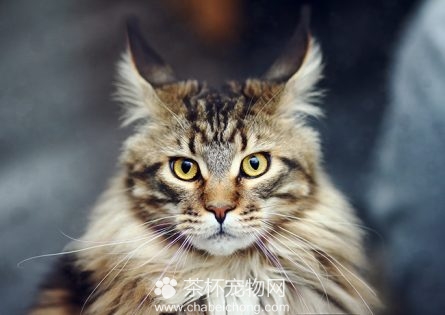 缅因猫图片（二）