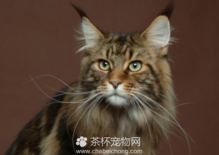 缅因猫图片（四）