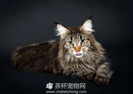缅因猫图片（五）
