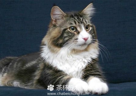 缅因猫图片（六）