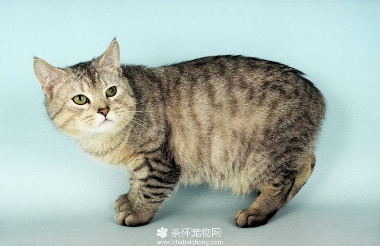 曼岛无尾猫