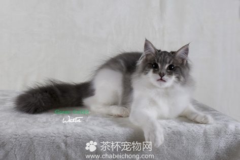 挪威森林猫图片
