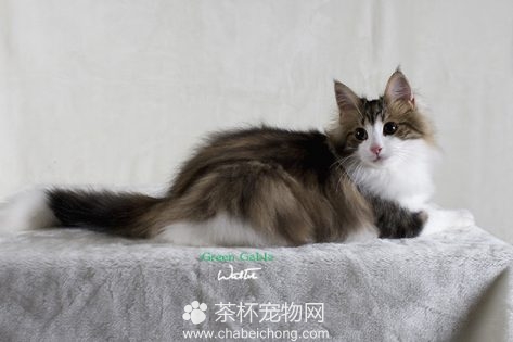 挪威森林猫图片（四）