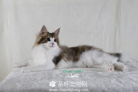 挪威森林猫图片（五）