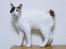 日本短尾猫图片