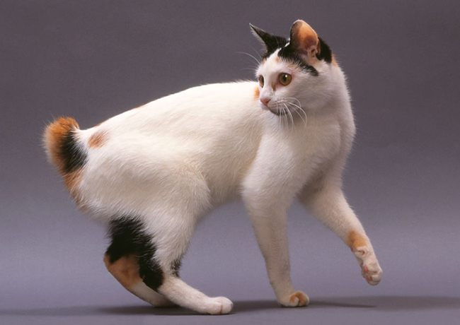 日本短尾猫图片（三）