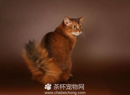 索马里猫图片