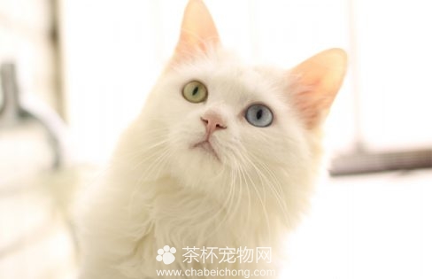临清狮猫图片（二）