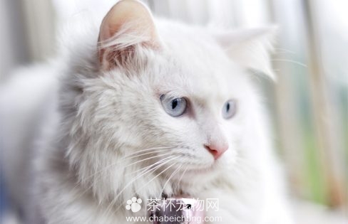 临清狮猫图片（三）