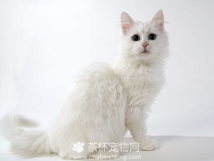 安哥拉猫图片（二）