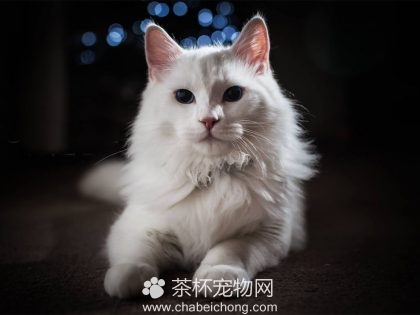 安哥拉猫图片（四）