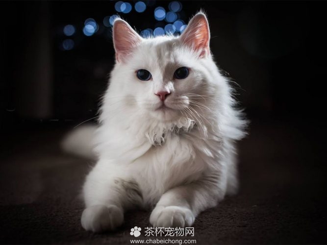 安哥拉猫图片（四）