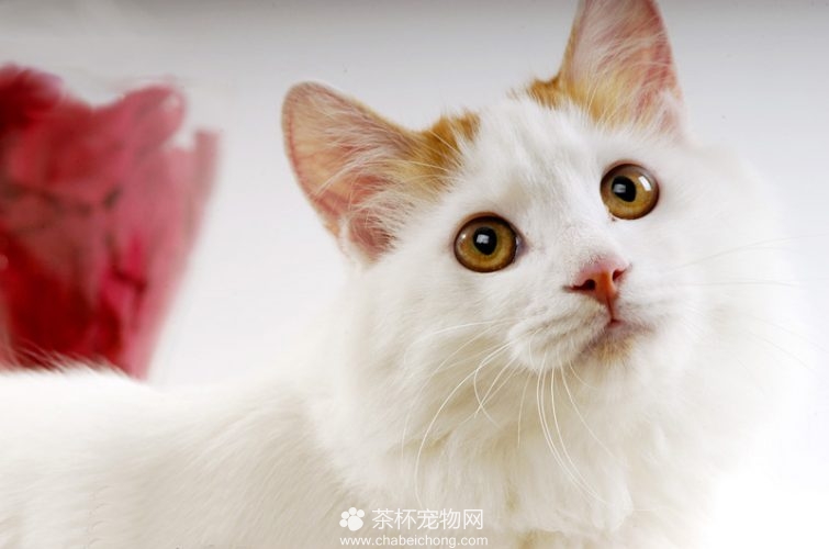 土耳其梵猫图片