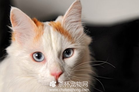 土耳其梵猫图片（二）