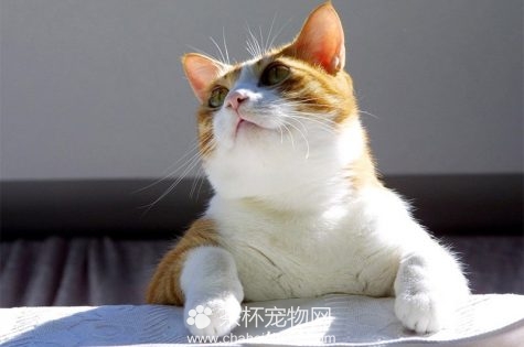 土耳其梵猫图片（三）