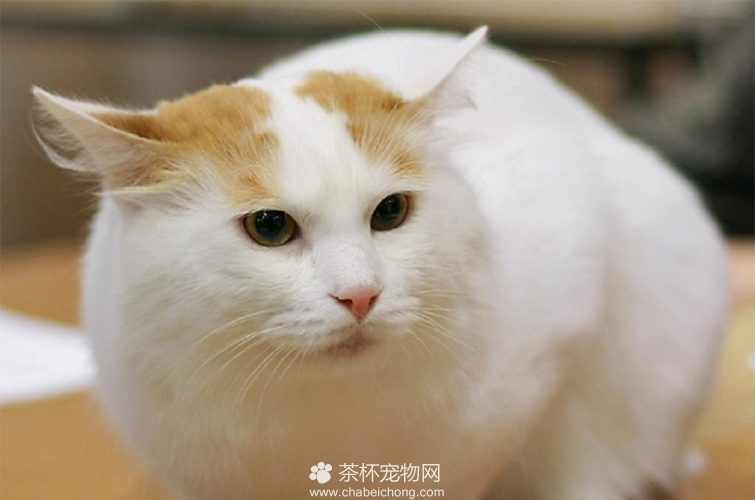 土耳其梵猫图片（四）