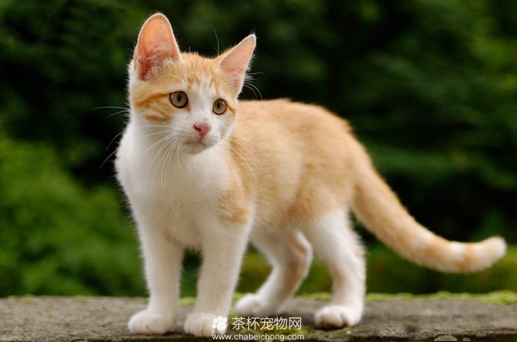 土耳其梵猫图片（五）