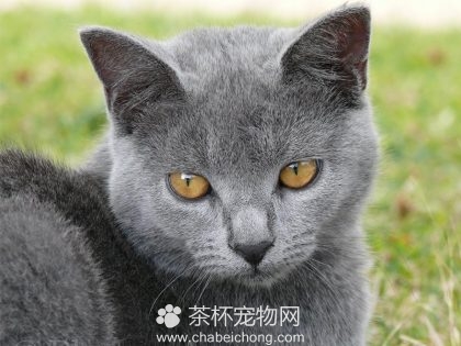 夏特尔猫图片（二）