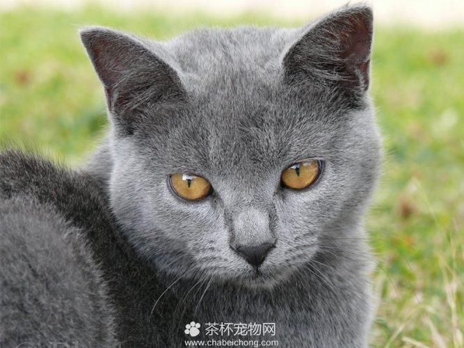 夏特尔猫图片（二）