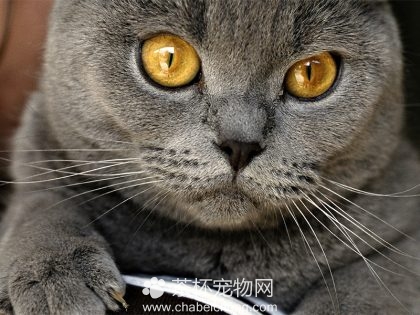 夏特尔猫图片（三）
