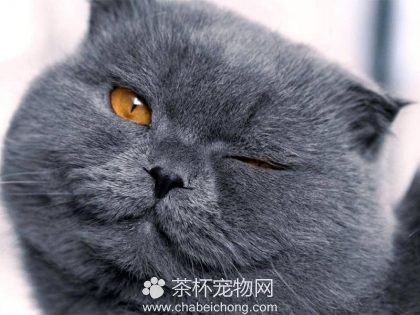 夏特尔猫图片（四）