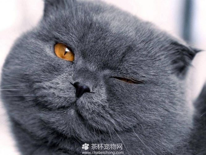 夏特尔猫图片（四）