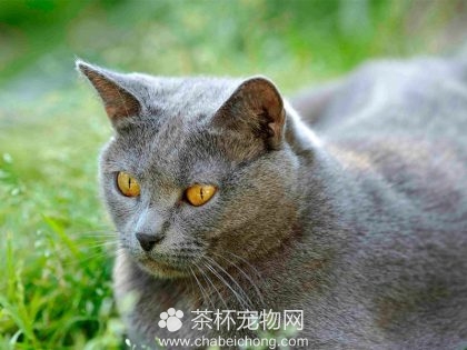 夏特尔猫图片（五）