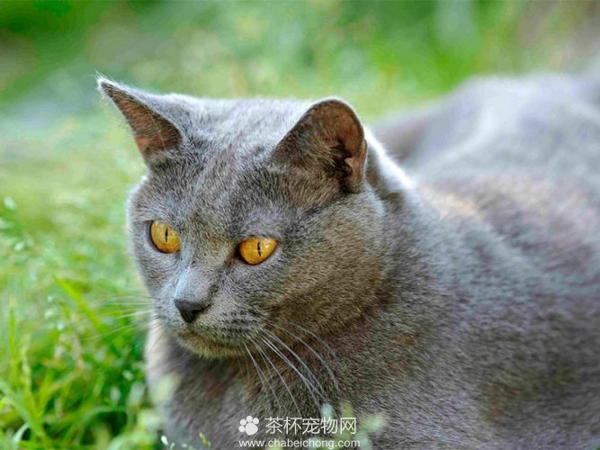 夏特尔猫图片（五）