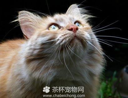 西伯利亚猫（二）