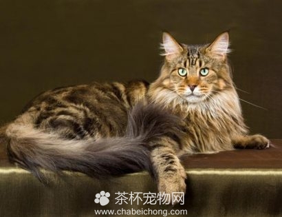 西伯利亚猫（三）
