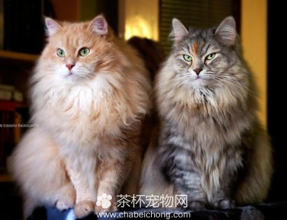 西伯利亚猫（四）