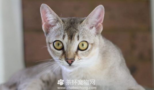 新加坡猫