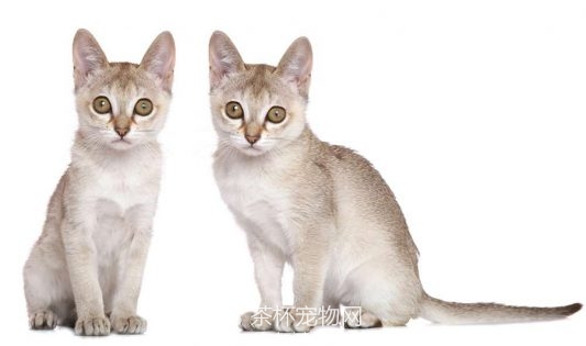 新加坡猫（五）