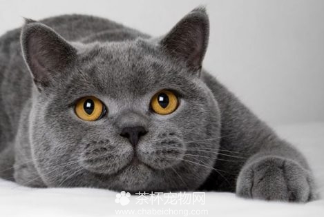 英国短毛猫图片