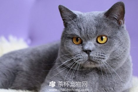 英国短毛猫图片（二）