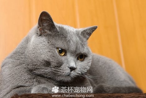 英国短毛猫图片（三）