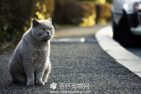 英国短毛猫图片（四）
