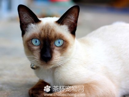 暹罗猫图片