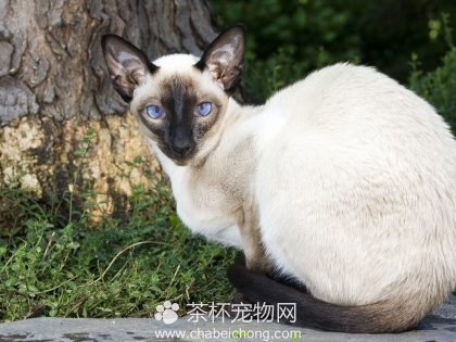 暹罗猫图片（二）