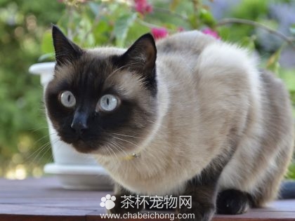暹罗猫图片（三）