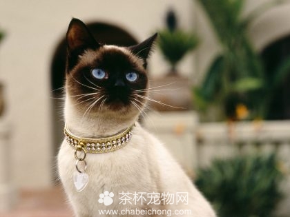 暹罗猫图片（四）